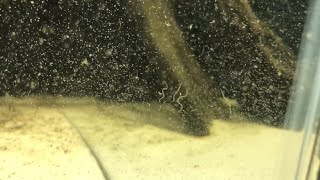 White Worms In Your Aquarium Everything You Need to Know About Detritus Worms  DIY Reptiles [upl. by Adnauqaj]