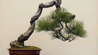 Coniferous Bonsai Trees [upl. by Killam336]