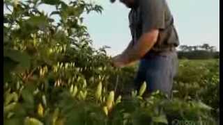 How Its Made Tabasco Hot Sauce Discovery Channel [upl. by Ielirol]