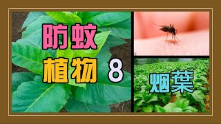 【灭蚊 方法】如何 灭蚊？煙葉 煙霧中含多種化學物，具有防蚊 灭蚊 效果  天然 灭蚊防蚊记 有什么方法能有效防蚊灭蚊 [upl. by Deden]