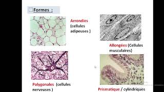 Cytologieبالعربية  1 Organisation generale de la cellule  Part 1 la cellule eucaryote [upl. by Tzong]