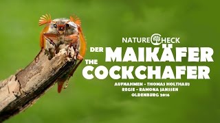 Der Maikäfer  The Cockchafer [upl. by Ashly]