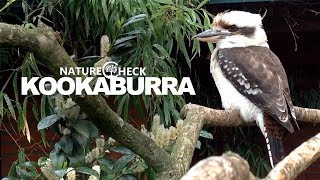 Kookaburra making noise [upl. by Enitsyrk]