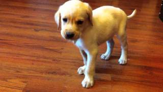 Labrador Puppy with distemper [upl. by Assirok881]