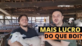 Como produzir ovinos de qualidade Tudo sobre Ovinos aqui [upl. by Draillih]