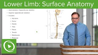 Lower Limb Surface Anatomy amp Osteology – Anatomy  Lecturio [upl. by Lraed]