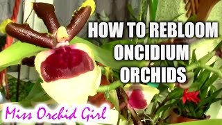 How to induce blooming on Oncidium orchids [upl. by Fisken]