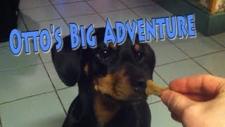 Ottos Big Adventure A Dogs Day Out Full Movie [upl. by Ennaeilsel623]