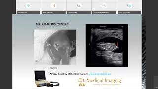 Introduction to Bovine Fetal Gender Determination [upl. by Royden808]