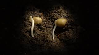 Pea germination time lapse underground Filmed over a week Hypogeal germination [upl. by Maryjo]