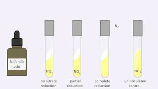 Nitrate reduction test [upl. by Suriaj630]