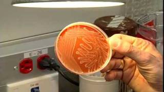 A tour of the Microbiology Lab  Section one [upl. by Jamaal]