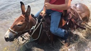 EXTREME MULE RIDING Rocky Mountain Edition [upl. by Ecnahc211]