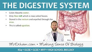 The Digestive System  GCSE Biology 91 [upl. by Loren]