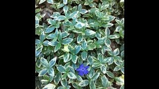 Vinca minor Variegata  Variegated Periwinkle [upl. by Elocel]