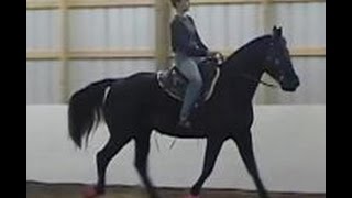 The Gaited Horse Gait Spectrum [upl. by Dranrev]