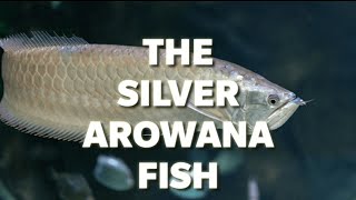 The Silver Arowana Fish [upl. by Barren]