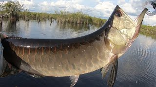 Silver Arowana Fishing In Amazon JUNGLE [upl. by Theall509]