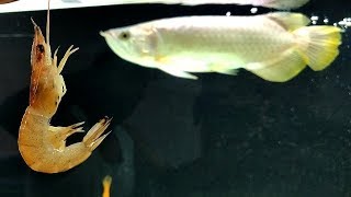 Arowana Vs Shrimp Feeding My Arowana fish [upl. by Idnis305]