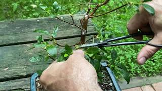 How to Prune Azalea Bonsai [upl. by Powers640]