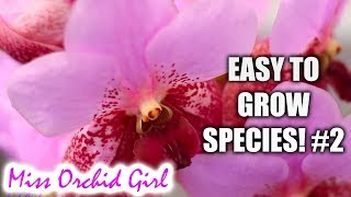 Orchid Species for beginners easy to care for 2  Oncidium Vanda Cattleya amp more [upl. by Sarita242]