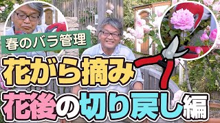 【バラの育て方】春のバラ管理のコツ～花がら摘み・花後の切り戻し編（2021年5月21日） [upl. by Anaujal]