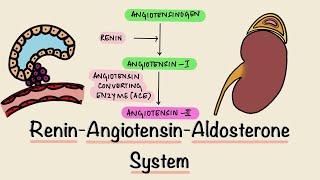 Renin Angiotensin Aldosterone System  RAAS  Juxtaglomerular Apparatus  JGA  Renal Physiology [upl. by Kruse317]