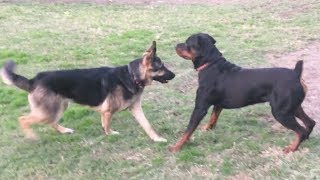 A Strong German Shepherd Tests Strong Rottweiler [upl. by Irihs]