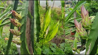 How to fertilize dragon fruit tree  Fertilize dragon fruit for more flowers [upl. by Kirch627]