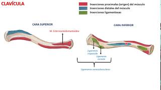 Clavícula [upl. by Violante146]