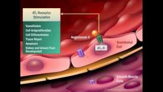 Renin Angiotensin Aldosterone System [upl. by Nnylarat]