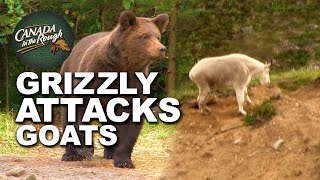 Giant Grizzly Bear Attacks Goats Caught on Camera UNBELIEVABLE  Canada in the Rough [upl. by Madea]