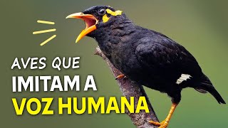 AVES que IMITAM A VOZ HUMANA Os quotpássaros falantesquot mais incríveis [upl. by Catrina]