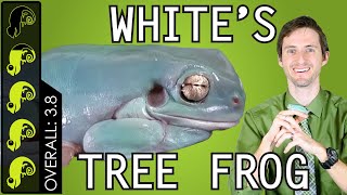 Whites Tree Frog The Best Pet Amphibian [upl. by Nosraep]