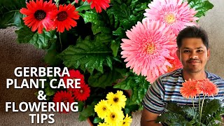 Gerbera Plant Care and Flowering Tips  Tips to Avoid Fungal Attack [upl. by Hawk541]