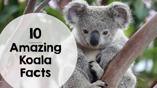 10 Amazing Koala Facts for kids [upl. by Lussi]