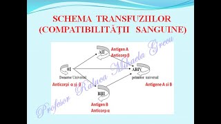 GRUPE DE SANGE IMUNITATEA Lectii de biologie [upl. by Lagasse851]