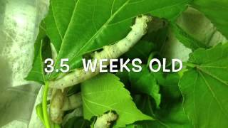 Silkworm lifecycle worm to cocoon [upl. by Adnwahsor]