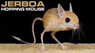 JERBOA  Hopping Desert Rodent Cute But Deadly [upl. by Itch]