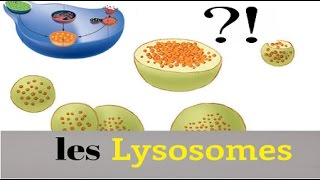 Lysosomes [upl. by Tinor]