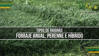 Tipos de Raigrás Forraje Anual Perenne e Híbrido  TvAgro por Juan Gonzalo Angel [upl. by Niowtna840]