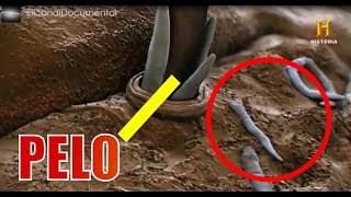 Documental  INVISIBLE 40 cosas que el ojo no ve History Channel HD [upl. by Asilanna]