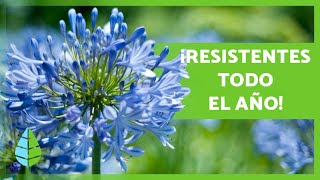 10 PLANTAS de EXTERIOR RESISTENTES al SOL y al FRÍO 🌼🌿 [upl. by Afra]