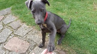 Cute lurcher puppy learns a trick at 12 weeks old [upl. by Clarabelle496]