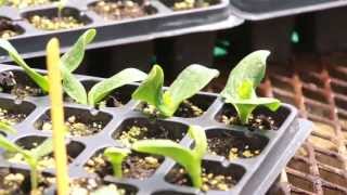 Cotyledon amp True Leaves on Transplants [upl. by Nahaj]