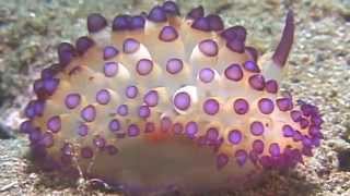 Science Today Nudibranchs  California Academy of Sciences [upl. by Lisle]