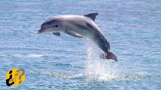 ¿Por qué Saltan los Delfines [upl. by Feltie]