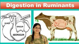 Digestion in Ruminants [upl. by Hareenum]