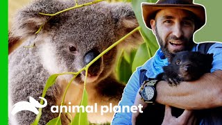 Learn More About Australia’s Marsupials  Animal Planet [upl. by Gavra]