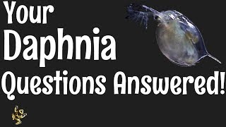 Daphnia Questions Answered [upl. by Lucier]